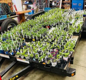 A trailer full of plants ready for May Market