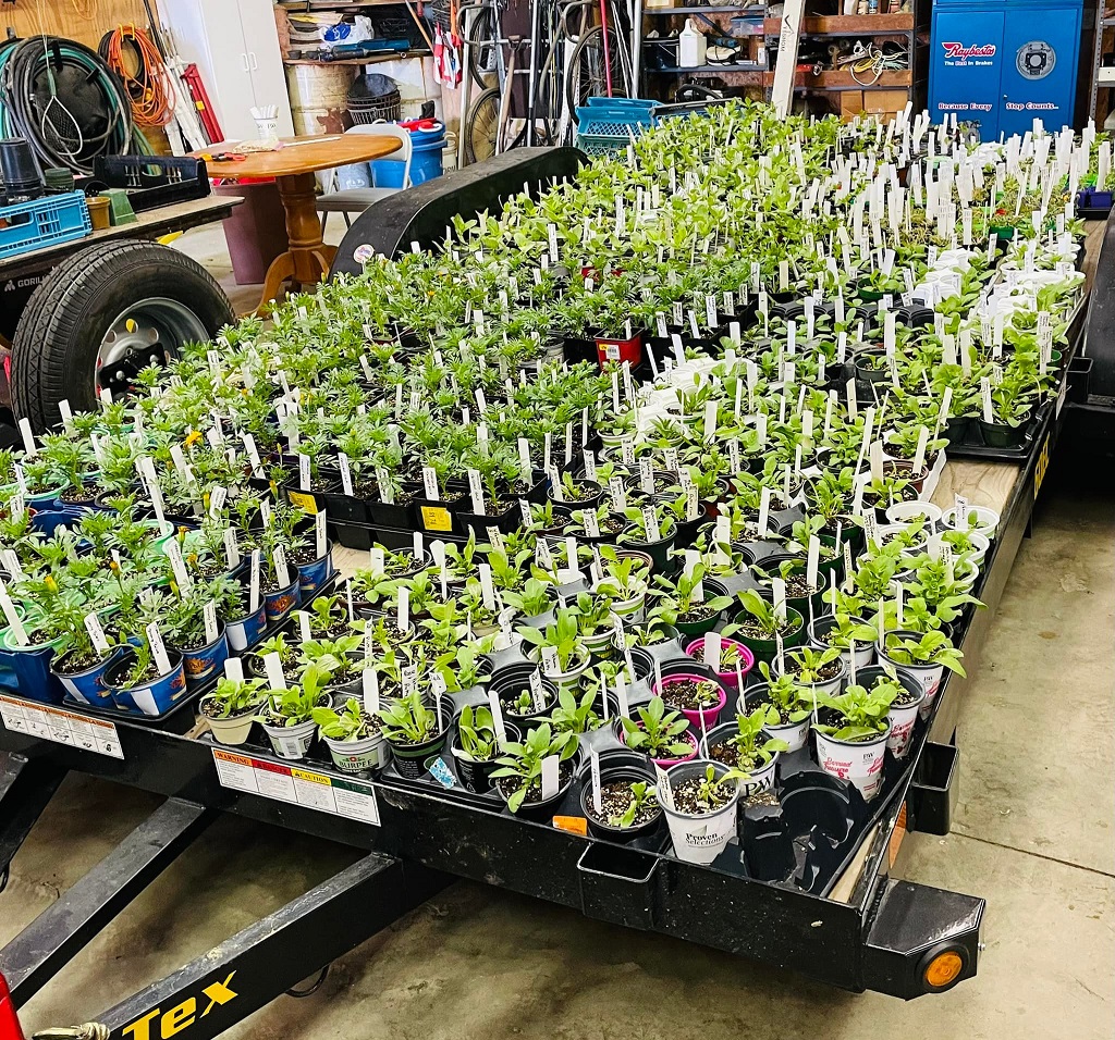 A trailer full of plants ready for May Market